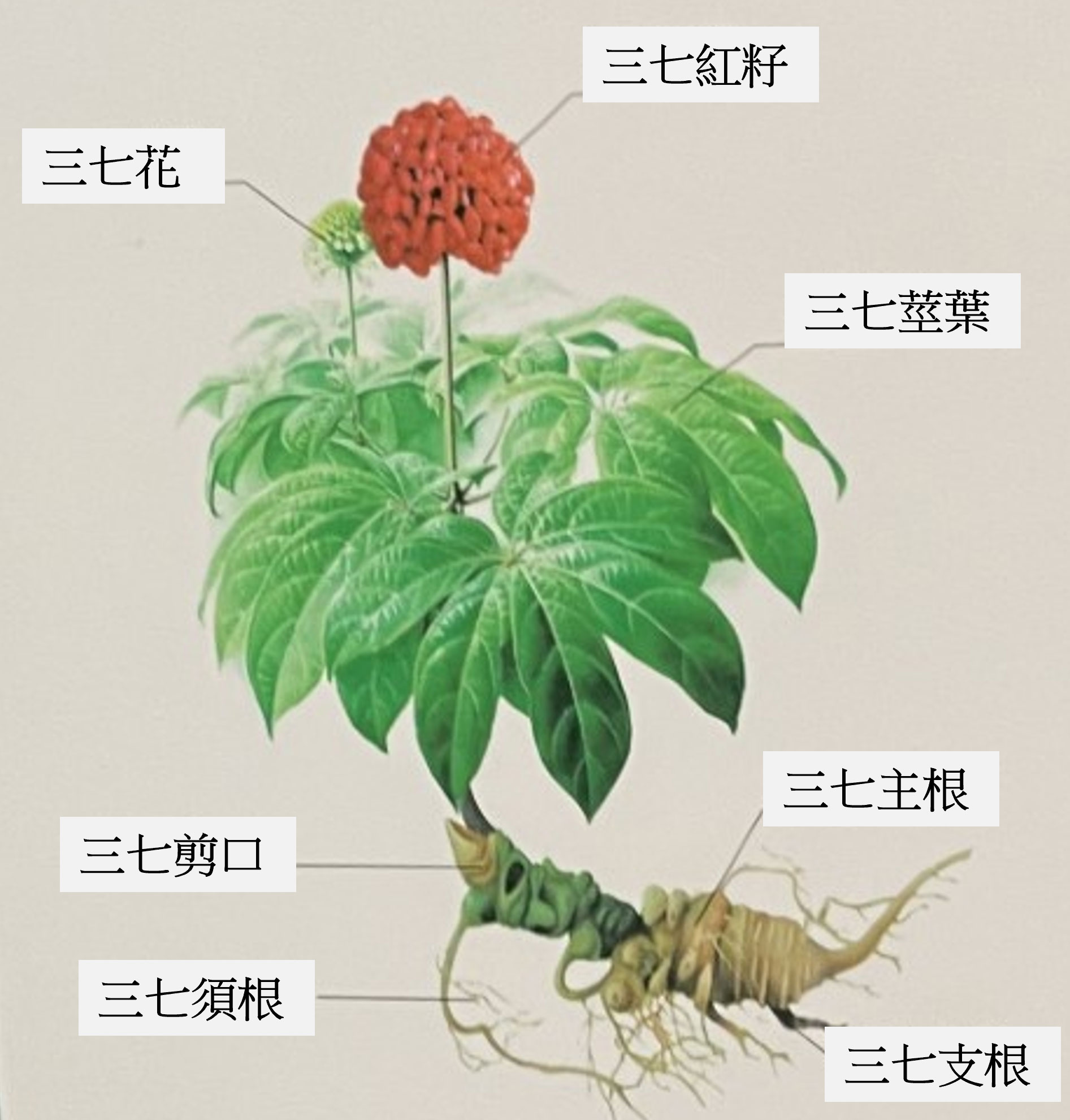 三七的使用方法和注意事項